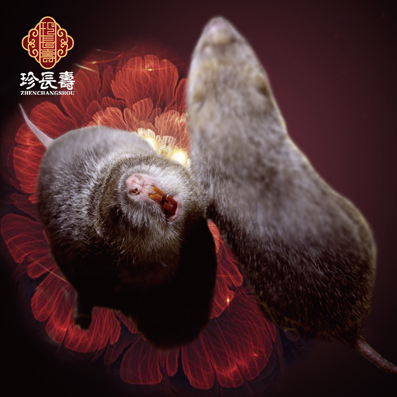 【有機(jī)認(rèn)證】只吃竹子，不是鼠的“鼠”（長(zhǎng)生淀基地年產(chǎn)10萬(wàn)只）