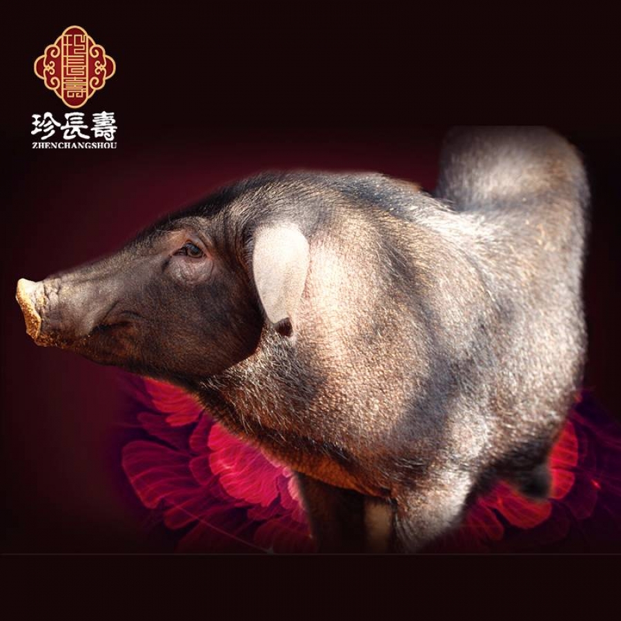 【有機(jī)認(rèn)證】比羊吃草還多的豬，真正的食草豬（長(zhǎng)生淀年產(chǎn)3萬(wàn)頭）